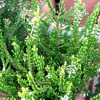 カルーナ,鉢植え,南側の軒下の画像