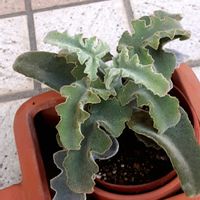 仙女の舞,多肉植物,カランコエ属の画像