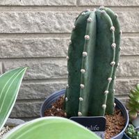 柱サボテン,多肉植物,ネコ好き,多肉中毒,植中毒の画像
