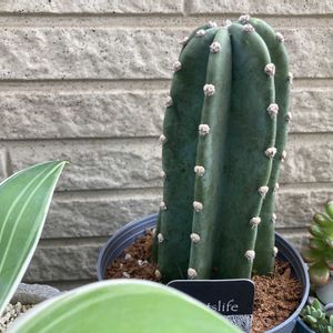 柱サボテン,多肉植物,ネコ好き,多肉中毒,植中毒の画像