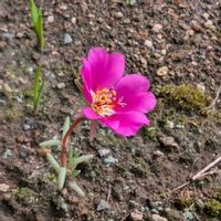 バジル,マツバボタン,マリーゴールド,花壇,松葉牡丹の画像