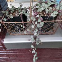 ハートカズラ,観葉植物,ガーデニング,ホムセン,観葉植物のある暮らしの画像