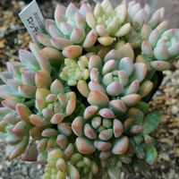 オーロラ,祈る震災復興,秋色,観葉植物好き,癒やされる♡の画像