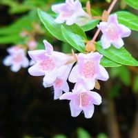 アベリア,アベリア,花のある暮らし,お散歩道の画像