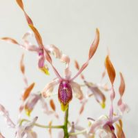 デンドロビウム,洋ラン,Dendrobium Taiwan Helix (Dendrobium helix x Dendrobium Doctor Uthai)の画像
