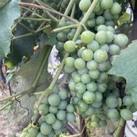 ユリ,ブドウ,アベリアの画像