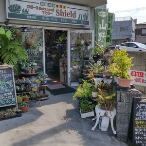 多肉植物,ウラボシ科,ビカクシダ属,食中植物,塊根の画像