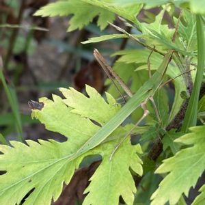 花壇,ガーデニング,山野草,ショウリョウバッタ,昆虫シリーズの画像