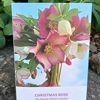 クリスマスローズ,クリスマスローズ,クリスマスローズ   シングル,花のある暮らし,幸せな時間の画像
