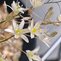 オーニソガラム,ビザール プランツ,ケープバルブ,ビザールプランツ,東向きベランダの画像