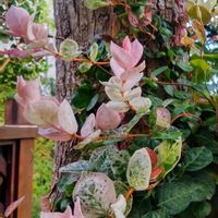 ハツユキカズラ,ベゴニアの画像