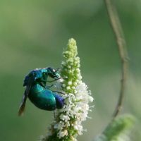 ミント,大青蜂(オオセイボウ)の画像