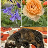 ギボウシ,バラ 風香,バラ 風香,猫大好き,ばら バラ 薔薇の画像