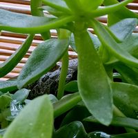 窓辺の植物たち,カエル,アマガエル,#多肉#多肉植物#たにく,カエル倶楽部♡の画像