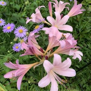 キツネノカミソリ,ダリア,可愛い,癒し空間,夏野菜の画像