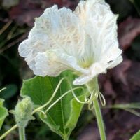 ヒョウタン,ヒョウタンの花,お出かけ先の画像
