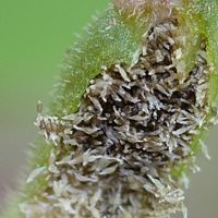ネジバナ,山野草,野草,菌従属栄養植物,風散布の画像