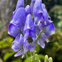 トリカブト,わりと好きシリーズ❣️,大自然大好き仲間❣️,Love Nature,ほったらかし仲間の画像