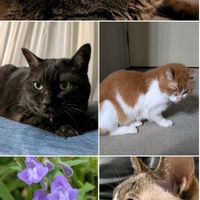 ススキ,ゲンノショウコ,シダーローズ☆,ナミキソウ(波来草),カルピン♀の画像