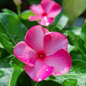 花壇,ピンクの花,夏の花,夏の花壇,北島園芸の画像