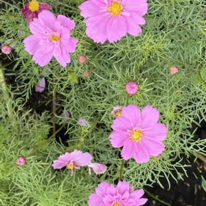 ガーデニング,花のある暮らし,ナチュラルスタイル,おうち園芸,庭の画像