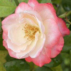 ガーデニング,花のある暮らし,ナチュラルスタイル,薔薇のある暮らし♡,おうち園芸の画像