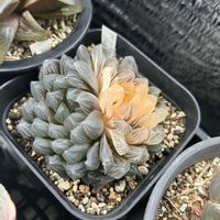 オブツーサ,ハオルチア,プリン×オブツーサ,多肉植物,軟葉系ハオルチアの画像
