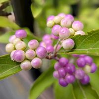 ムラサキシキブ,可愛い,花のある暮らし,緑のある暮らし,花が好きの画像