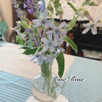 ブルースター,ラベンダー,癒し,ラベンダー☆,ブルースター☆の画像