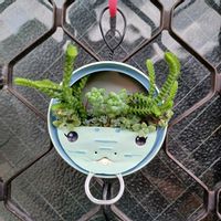 アロマティカス,サギナ,リメ缶,もふもふの画像