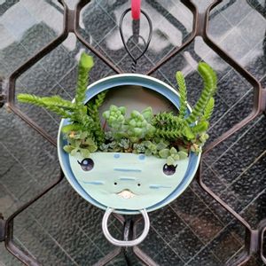 アロマティカス,サギナ,リメ缶,もふもふの画像