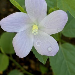 ハイビスカス,ハイビスカス ロバツス,花壇,癒し,夏の花の画像