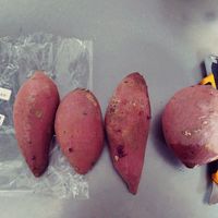 紅はるか,サツマイモ,水耕栽培,家庭菜園,リビング・ダイニングの画像