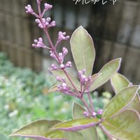 プルプレア,カラミンサ,西洋ニンジンボク　プルプレア,ミツバハマゴウ プルプレア,セリフラミンゴの画像