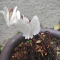 チランジア,原種シクラメン,バオバブ,エアプランツ,植中毒の画像