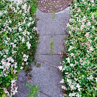 ハツユキカズラ,玄関アプローチの画像