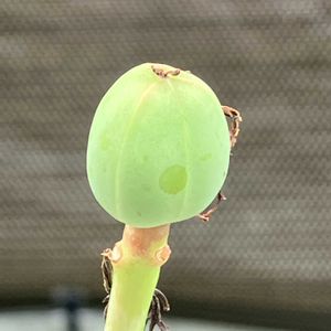 サンゴアブラギリ,珊瑚油桐,ヤトロファ・ポタグリカ,多肉植物,塊根植物の画像