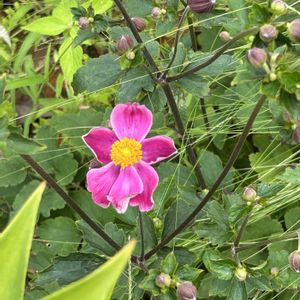 夏の庭,秋桜,秋明菊,ナチュラルガーデンの画像