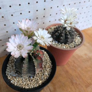 サボテン,緋牡丹錦,瑞昌玉,Gymnocalycium stellatum var. kleinianum,サボテン科の画像