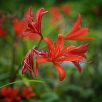 キツネノカミソリ,お花,ヒガンバナ科,過去pic,今日のお花の画像