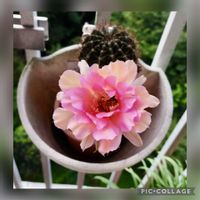 ソテツ,短毛丸,ユーホルビア,新芽,癒されるの画像