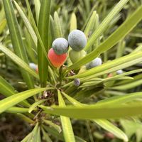 カラスウリ,センニンソウ,へクソカズラ,イヌマキ,ノラネコの画像