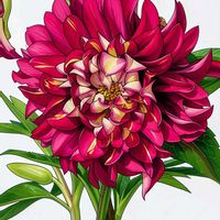 クリスマスローズ,花のある暮らし,画像加工, クリスマスローズ,花のある生活の画像