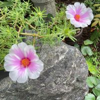 オキザリス,カリブラコア,オキザリス・ボーウィー,大輪マツバボタン,ツルバキア・ビオラセアの画像