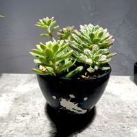 アロエ,エケベリア,アロエスプラフォリアータ,多肉植物,植え替えの画像