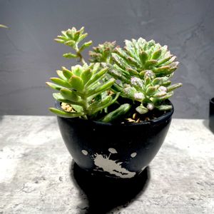 アロエ,エケベリア,アロエスプラフォリアータ,多肉植物,植え替えの画像