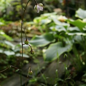 レンゲショウマ,蓮華升麻(レンゲショウマ),山野草,半日陰,シェードガーデンの画像