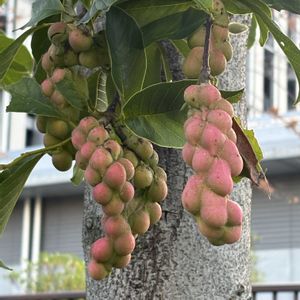 コブシ,ご近所探索の画像