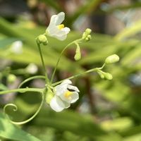 フウセンカズラ,散歩,園芸品種,熱帯・亜熱帯原産の画像