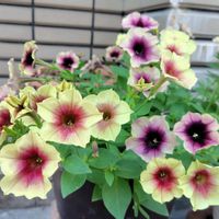 ペチュニア,ホテイアオイ,サフィニアの画像